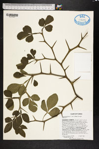 Poncirus trifoliata image