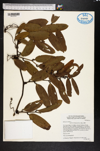 Smilax laurifolia image