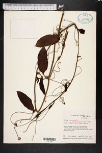 Smilax laurifolia image