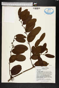 Smilax laurifolia image