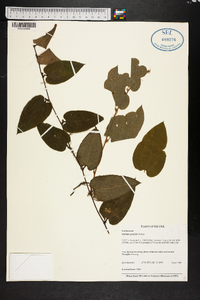 Smilax pumila image