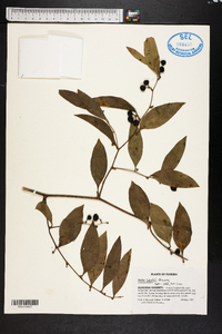 Smilax smallii image