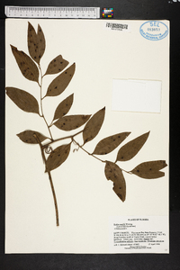 Smilax smallii image