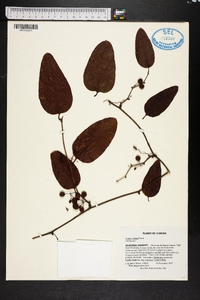 Smilax walteri image