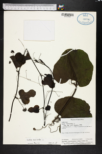 Smilax walteri image