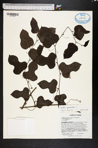 Smilax walteri image