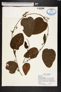 Smilax walteri image