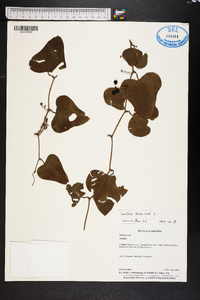 Smilax bona-nox image