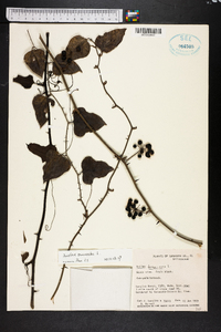 Smilax bona-nox image