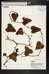 Smilax bona-nox image