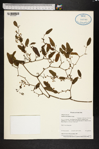 Smilax auriculata image