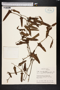 Smilax auriculata image