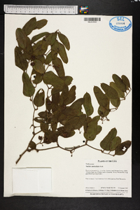 Smilax auriculata image