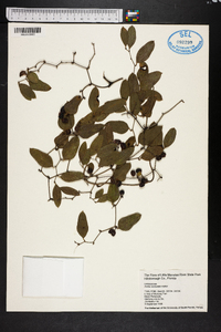 Smilax auriculata image