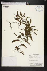 Smilax auriculata image