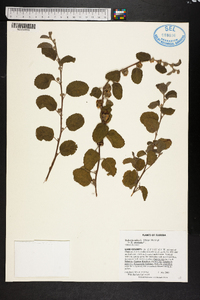 Waltheria indica image