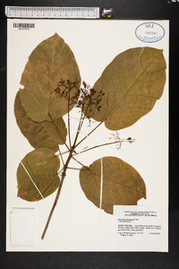 Sterculia ceramica image