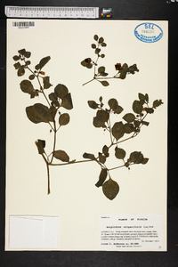 Salpichroa origanifolia image