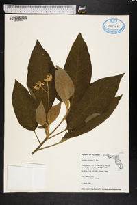 Solanum erianthum image