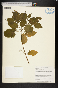 Solanum americanum image