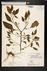 Solanum americanum image