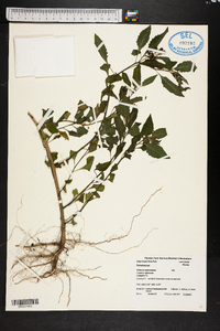 Solanum americanum image