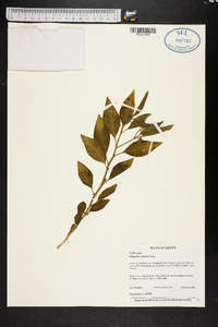 Physalis walteri image