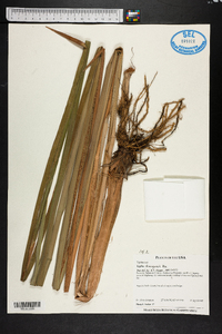 Typha domingensis image