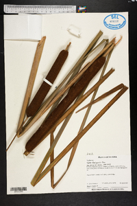 Typha domingensis image