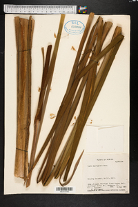 Typha domingensis image