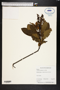 Gordonia lasianthus image