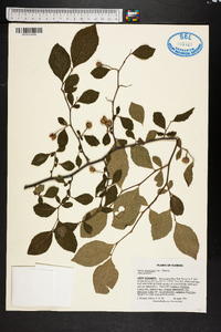 Styrax americanus image