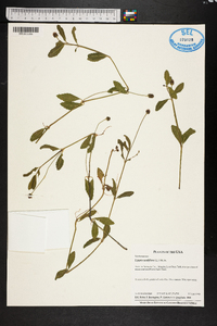 Phyla nodiflora image