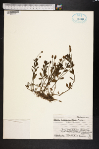 Phyla nodiflora image