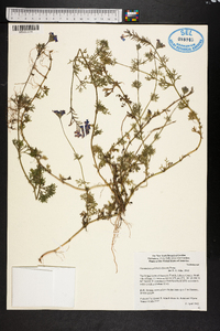 Glandularia pulchella image