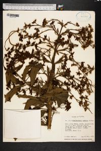 Clerodendrum indicum image