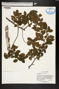 Ulmus crassifolia image