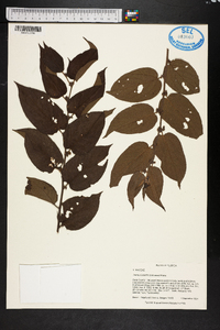 Trema micrantha image