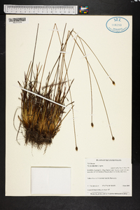 Xyris elliottii image