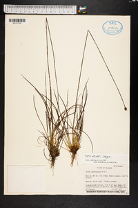 Xyris elliottii image