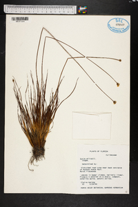 Xyris elliottii image