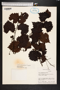 Vitis munsoniana image