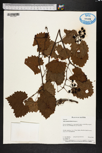 Vitis munsoniana image