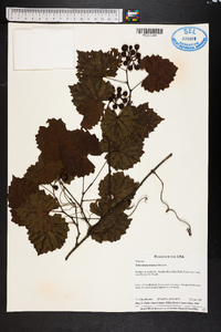 Vitis munsoniana image