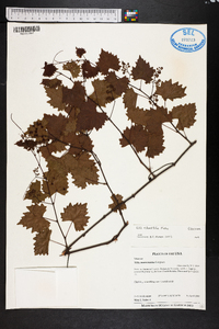 Vitis rotundifolia image