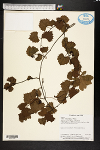 Vitis rotundifolia image