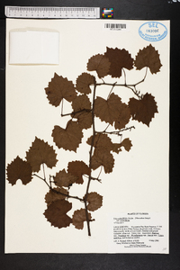 Muscadinia rotundifolia var. rotundifolia image