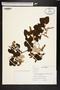 Vitis shuttleworthii image