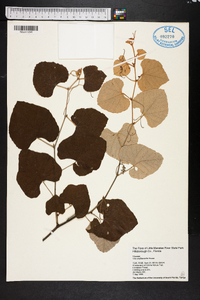 Vitis shuttleworthii image