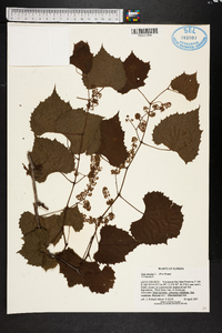 Vitis vulpina image